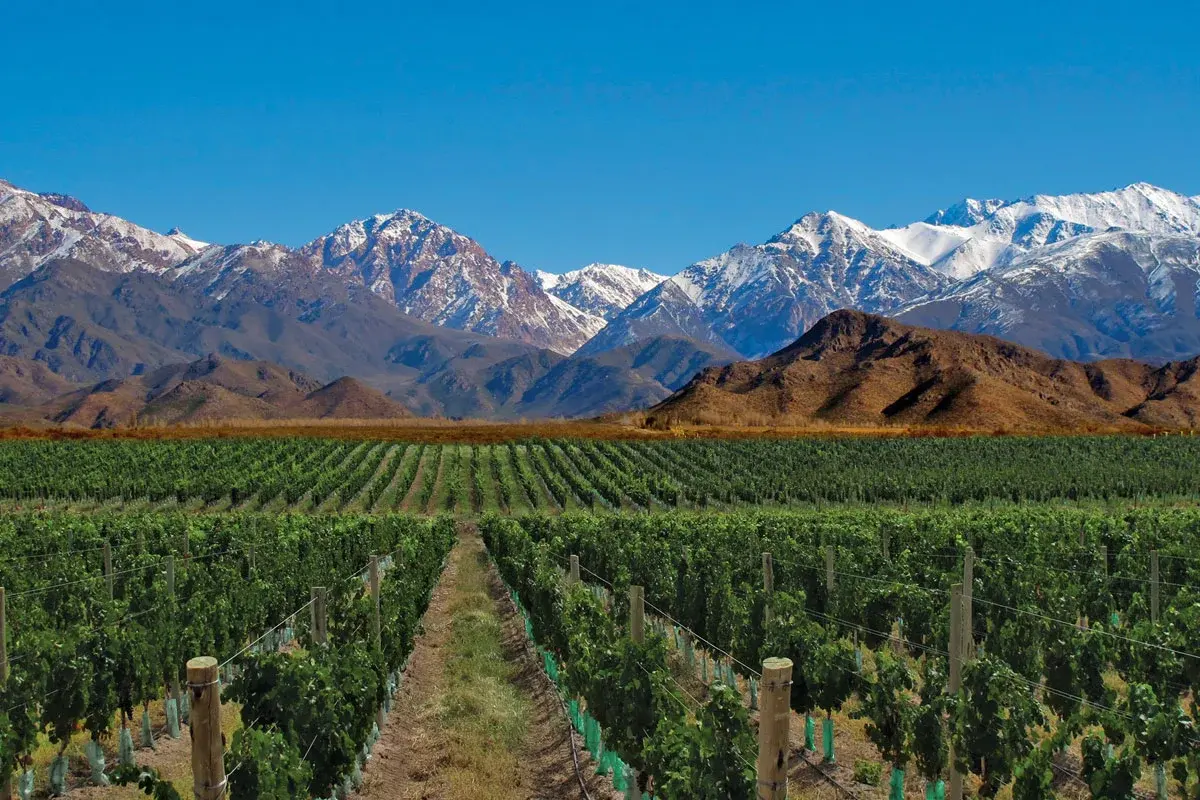 Vineyard rows running toward the snow-capped Andes in Mendoza