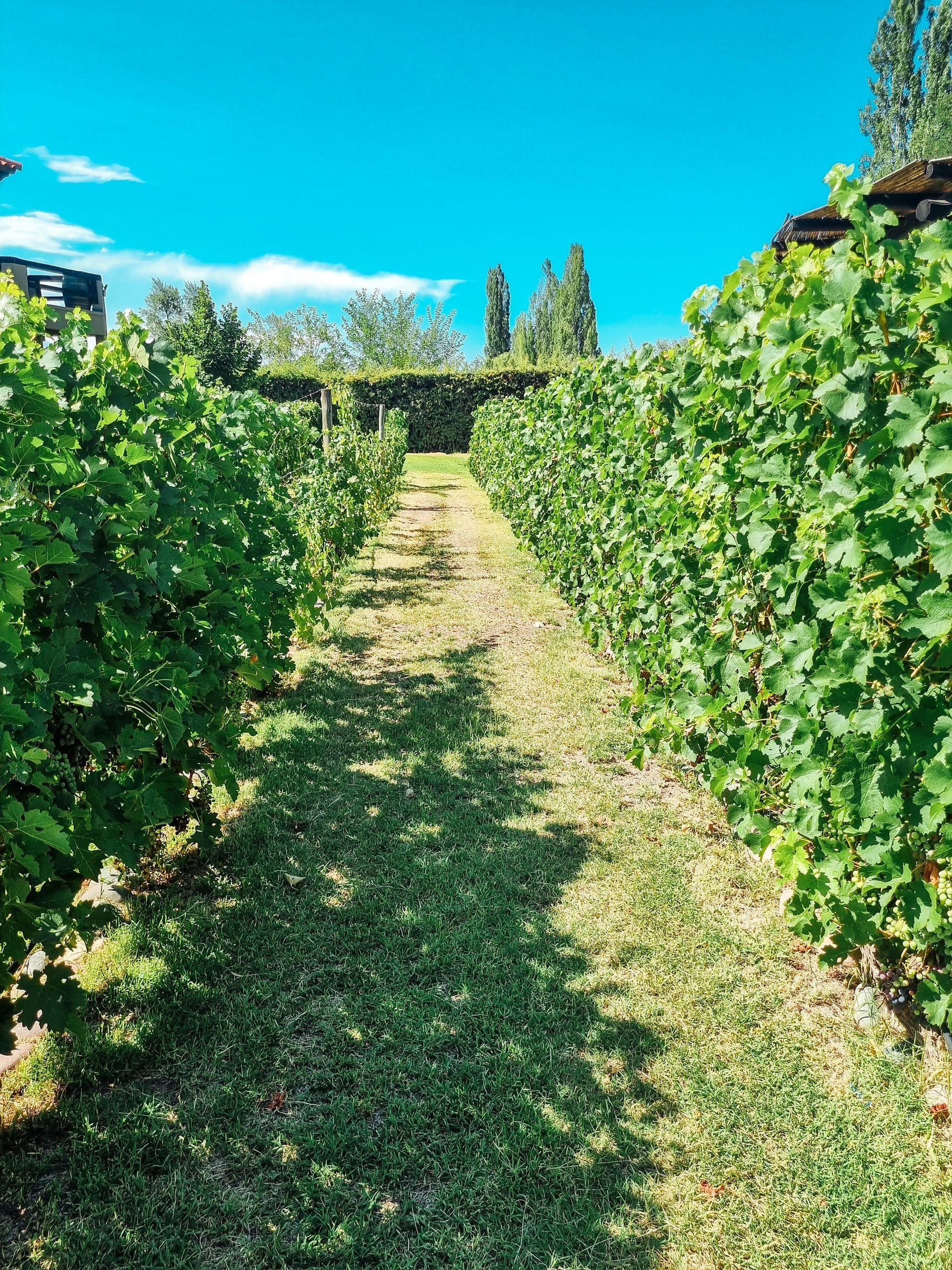 A grass path between rows of vines under a bright blue Mendoza sky, poplars on the horizon