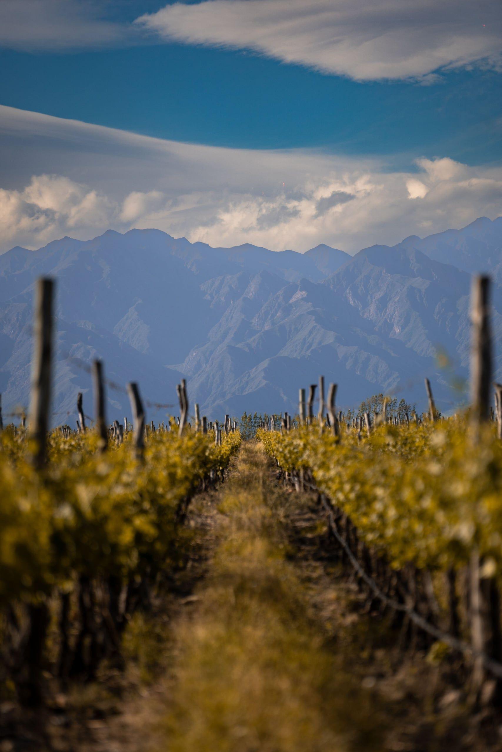 A Mendoza vineyard running toward the Andes
