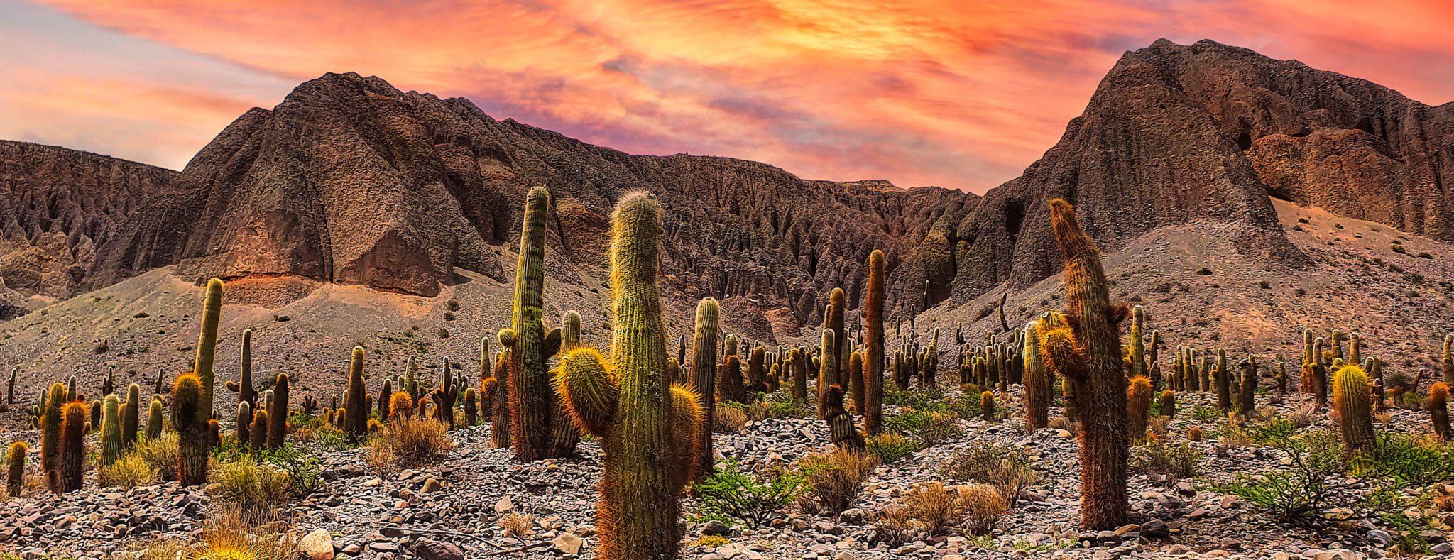 A panorama of cacti and eroded red mountains in the Calchaquí valleys at sunset