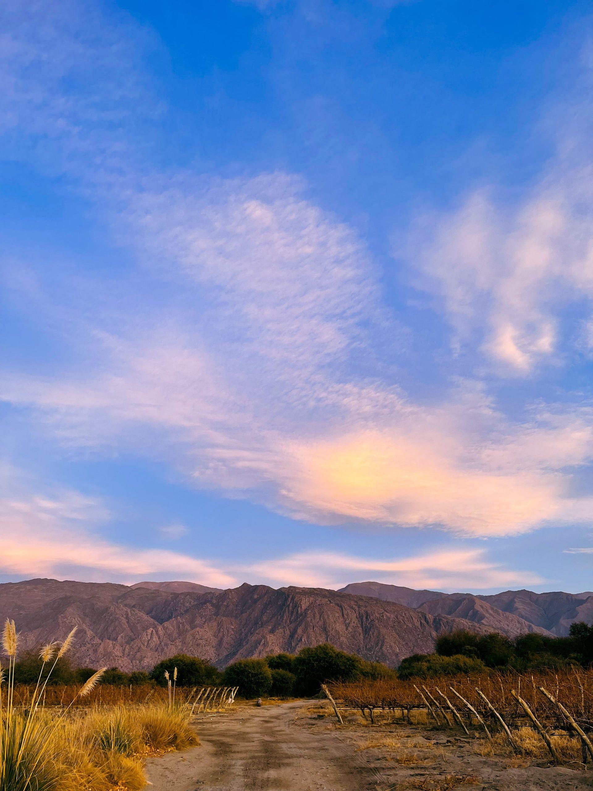A dusty vineyard track at dusk in the Calchaquí valleys, arid mountains and pampas grass under a pastel sky