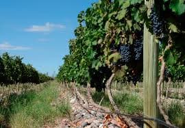 A close view of ripe dark Malbec clusters hanging on the vine over dry, stony ground