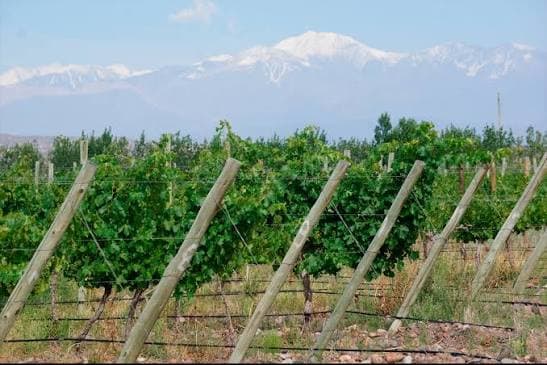 Rows of vines on the stony ground of Barrancas, Maipú, with the snow-capped Andes behind