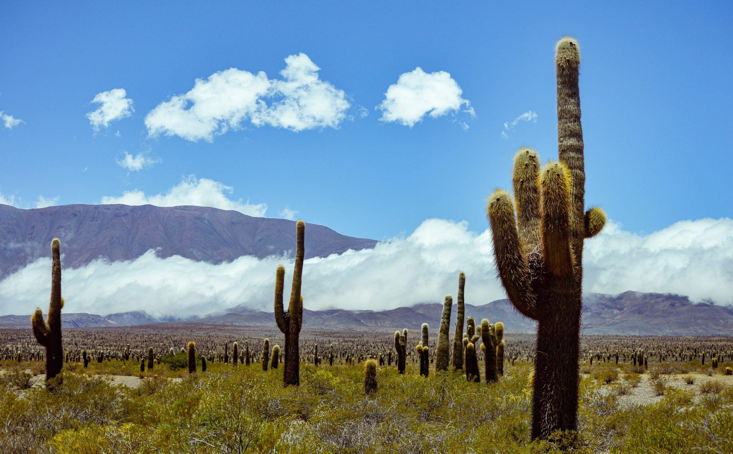 Giant cardón cacti across the high desert floor of the Calchaquí valleys, cloud spilling over the mountains behind